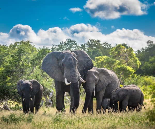 elephants-family-in-kruger-national-park-south-africa-AdobeStock_320641460.7036457e