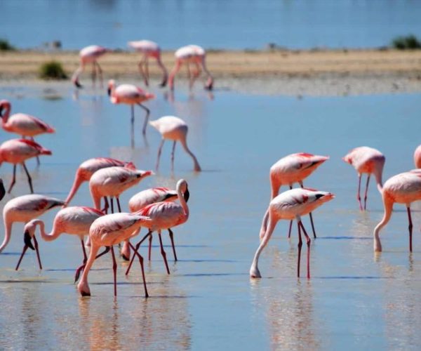 flamingos-gd53a446fc_1920-qqo01jt616wv0b8mz7v1rggk58m1464n41ci8gn9fg