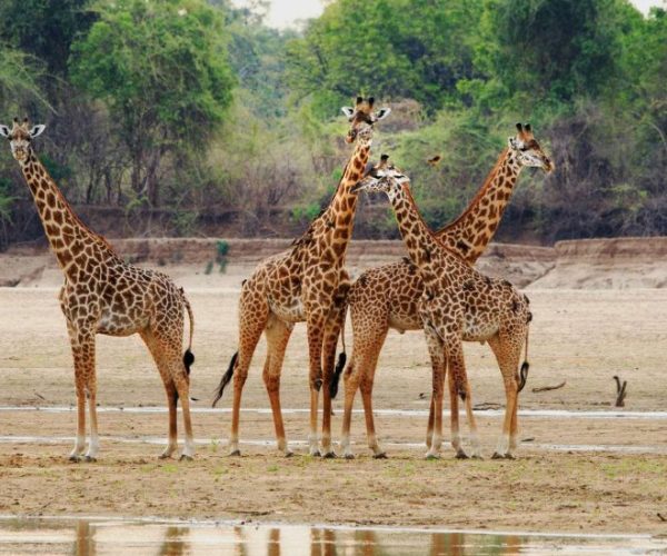 giraffe-soith-luangwa-national-par-zambia-1920x1080-1-qqo01oiczd3amd1t7rw6lx9v45yv6nnasolxmugakc