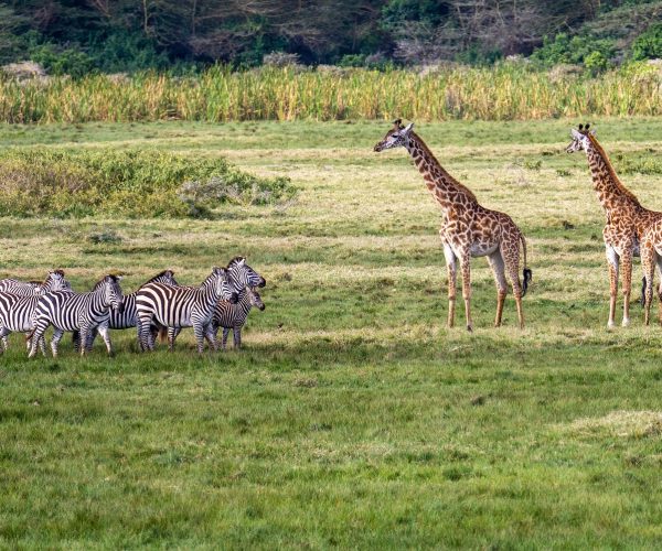 giraffes-7505706_1920