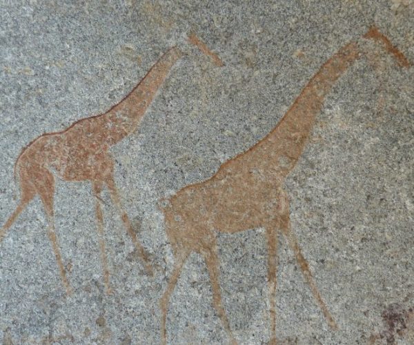 giraffes-g837a15dc0_1920-1-qqo01rbvjv75l6xprb42bek8wbkytqyht2ke2oc41o