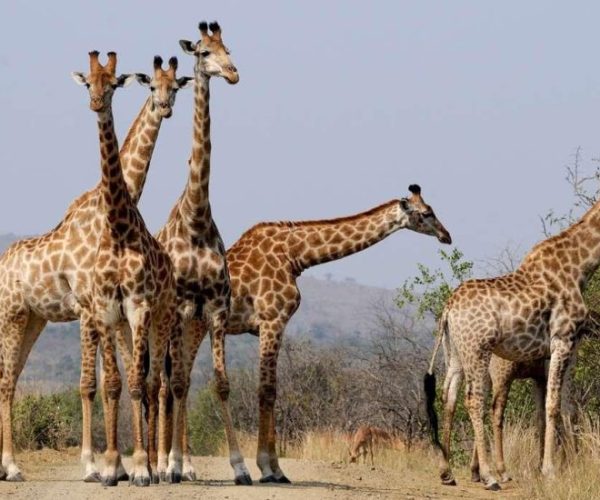 hluhluwe_umfolozi-qqo02frohk4lz1y7slod48e8cc8idvnikfj0jvbvjw