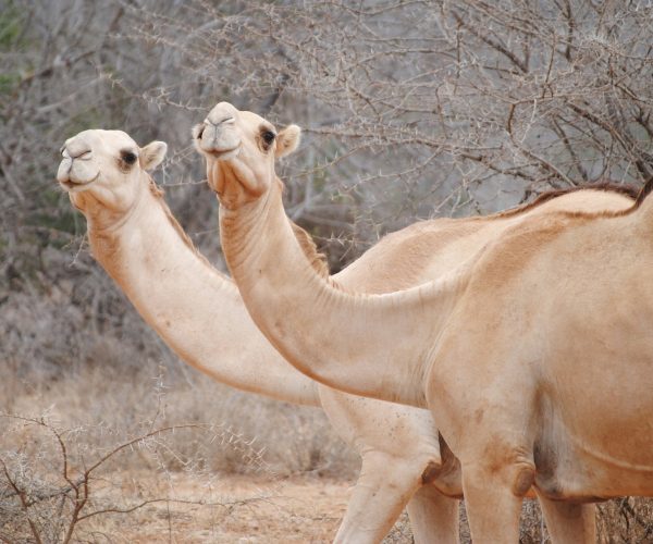 kenya-2011378_1920