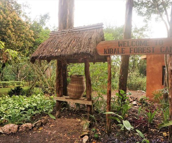 kibale-forest-camp4