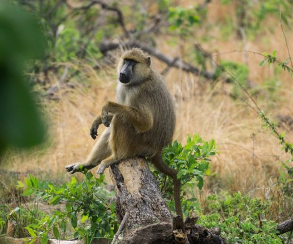 kiboko-safari-10-qqo0m5ftth43gnbdomfowrb8u92mtcwuy02lvs3n24