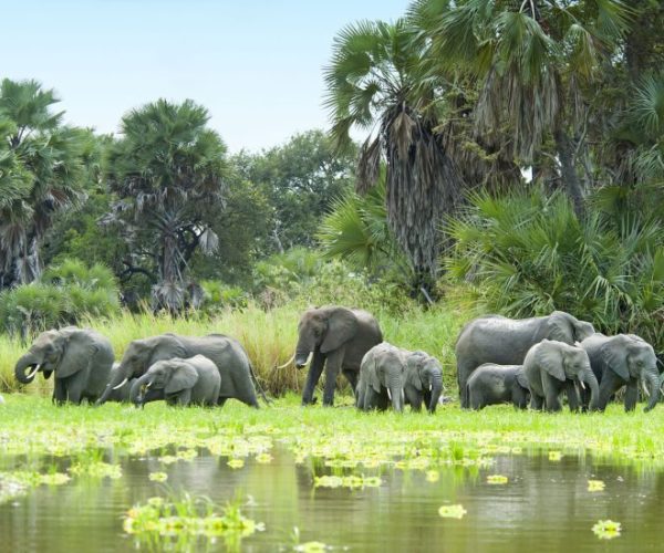 kiboko-safari-2-qqo0lwza3ysik5no20s1sbg3hs8bw2z9wu78kag6m4