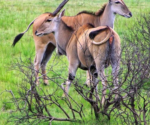 kiboko-safari-3-qqo0lyuyhmv37dkxr1laxaz0ojz2bh6ql3i7iude9o