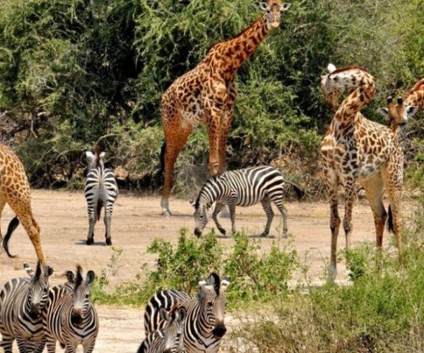 kiboko-safari-4-qqo0lzssogwdizjkljzxhsqh9xufj6agx85p04c03g