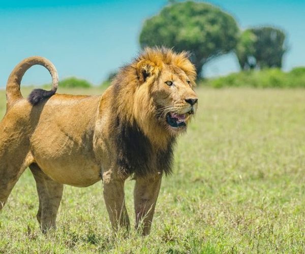 kiboko-safari-5-qqo0m0qmvaxnuli7g2ek2ahxvbpsqve79ct6healx8