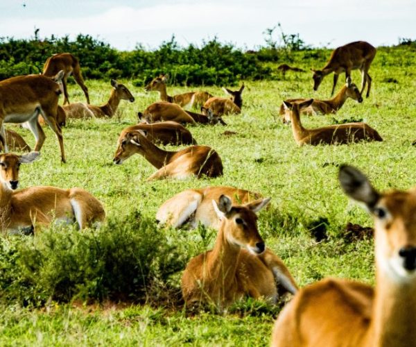 kiboko-safari-6-qqo0m1oh24yy67guakt6ms9egpl5ykhxlhgnyo97r0