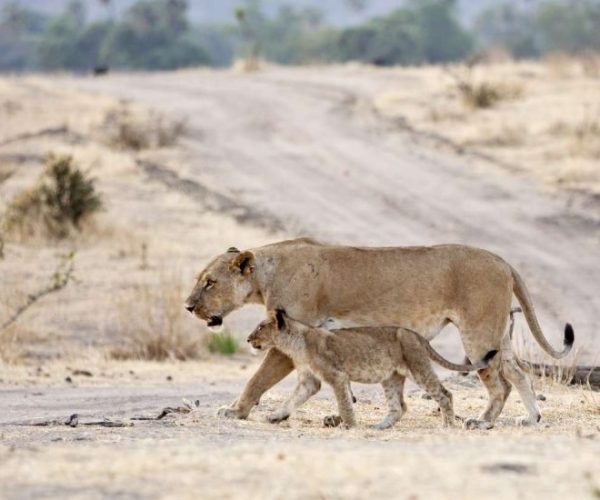 kiboko-safari-8-qqo0m3k5ft1itfe3zlmfrrsbnhbwdype9qrmx86fek