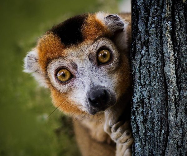 lemur-g4d2871c5e_1920