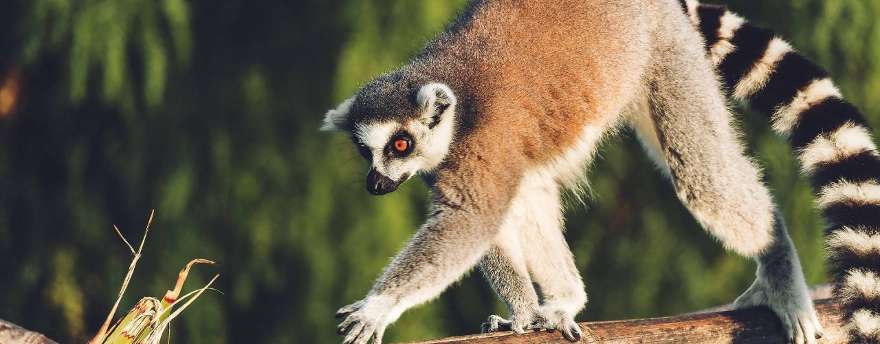 lemur-g9be52c2c9_1920