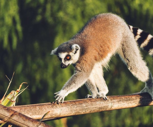 lemur-g9be52c2c9_1920