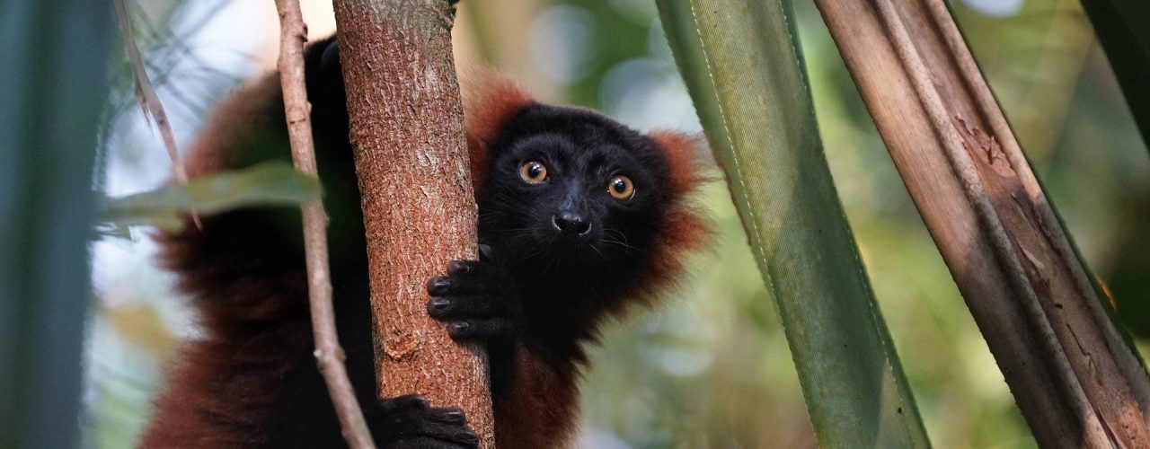 lemur-gf372c0fbc_1920