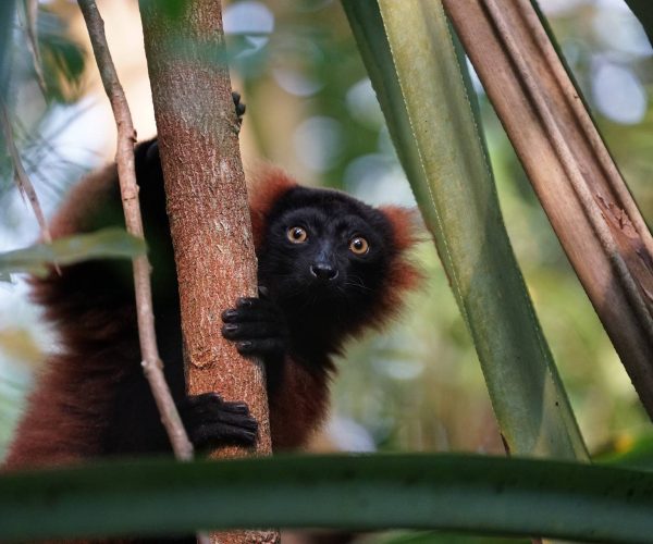 lemur-gf372c0fbc_1920