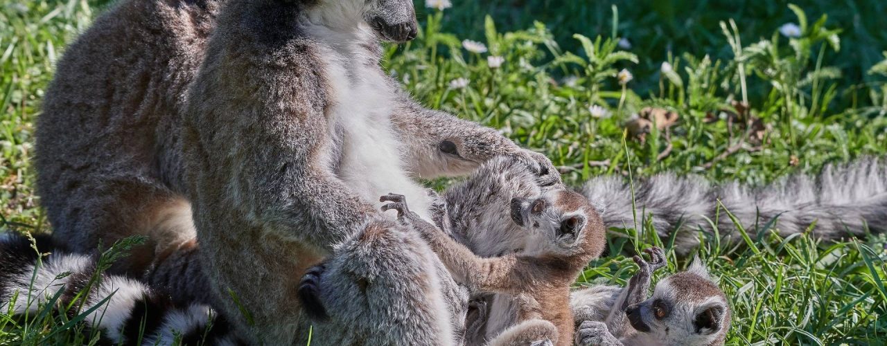 lemurs-gc50e52e5e_1920