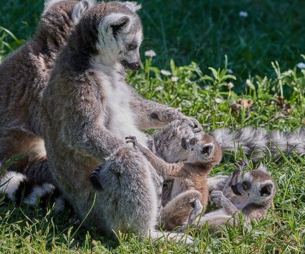 lemurs-gc50e52e5e_1920