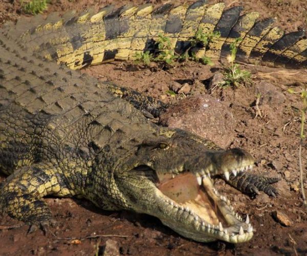 leopard-1-qqo0m89cdz7yfh7a85nkm8lmmeoqgg81ye12blzgjg