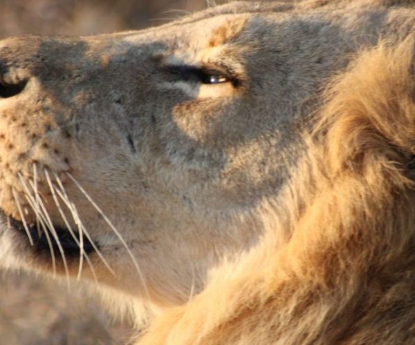 leopard-10-qqo0mcyjc5ee1j0ggpopgpexlc1kixqpn1ahpzshoc