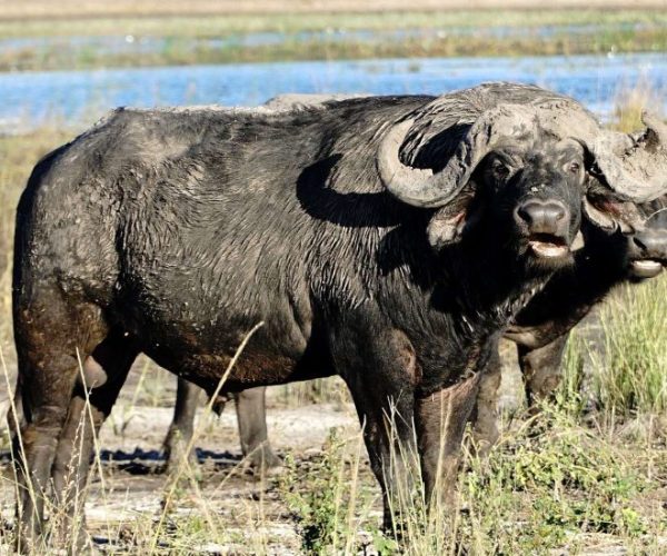 leopard-12-qqo0meu7ptgyoqxq5qhyloxus3sayby6balgojppbw