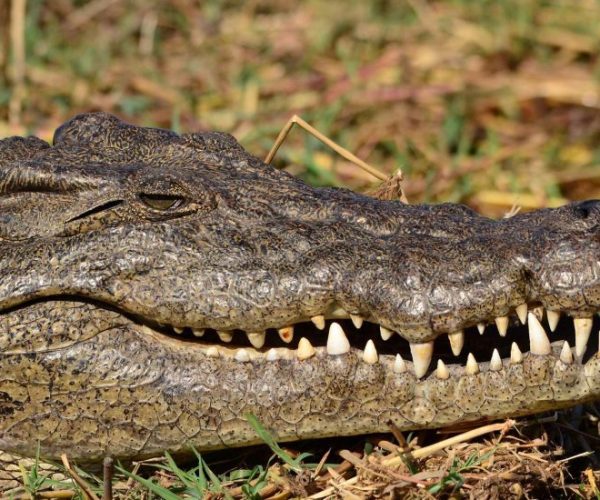 leopard-13-qqo0mfs1wni90cwd08wl66pbdhno611wnf8y5tob5o