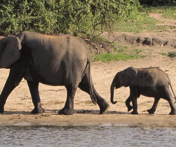 leopard-14-qqo0mgpw3hjjbyuzurb7qogryvj1dq5mzjwfn3mwzg