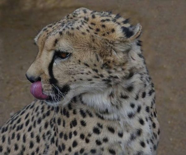 leopard-7-qqo0m976kt98r35x2o276qd37sk3o5bsaiojsvy2d8