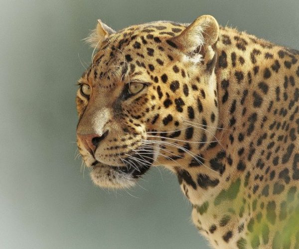 leopard-ge93664852_1920-qqo03ny3ert34q61mmrtvf8w9g6rfniwei6u3vidfg