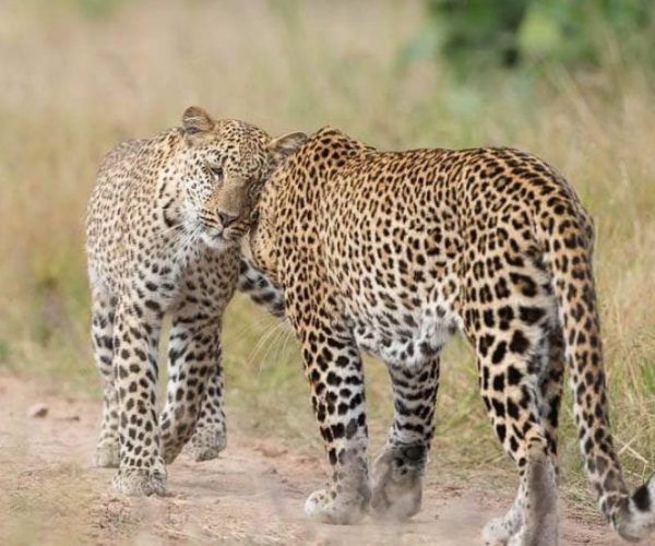 leopards-south-luangwa-1-qqo03ovxlludgc4oh56gfx0cuu24ncmmqmubl5gz98