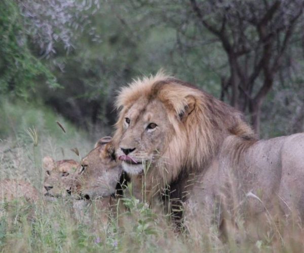 lion-222993_1920-qqnzswol712y9dskfzdjc4yzip7jccthl9esdvgkn0