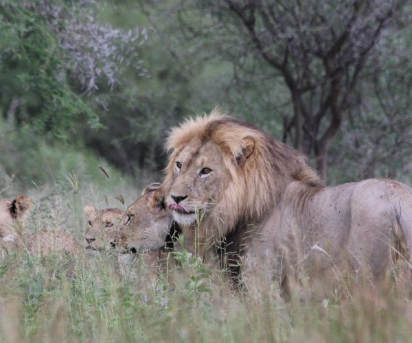 lion-222993_1920