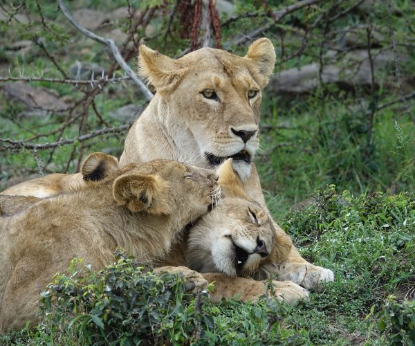 lion-3133758_1920