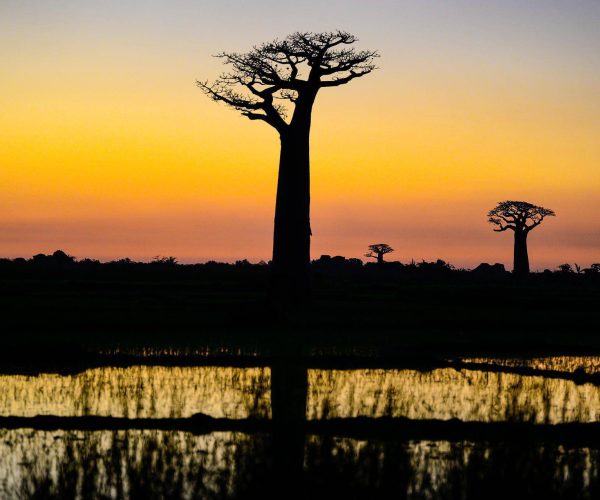 madagascar-g08068a545_1920