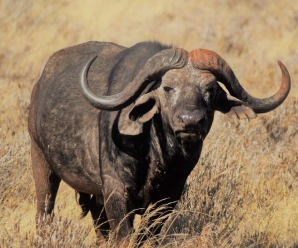 magical-6-scaled-qqo04ai7ysnyvd99ywivj9jyip3kke0ghluhmikxa4