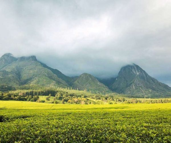 massif-mulanje-region-sud-malawi-529900-1280x640-1-qqo04v6o55g9ysf8m5go24c3l69n9qajwg766lq9h8