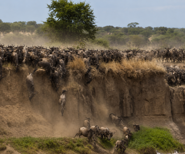 migration gnou