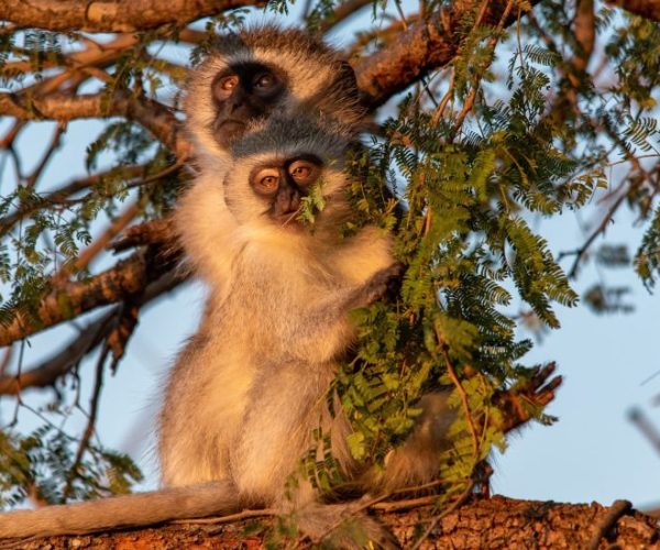 moditlo-river-lodge-g13f048b05_1920-qqo054l21ht56w1l39ixr1ypj0zbepbv9qq0zdcbr0