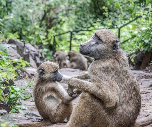 monkeys-gfd333bb24_1920-1-qqo055iw8bufii07xrxkbjq64euomefllvdignaxks