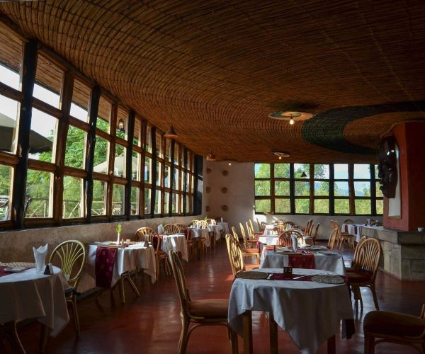 mountain-gorilla-view2