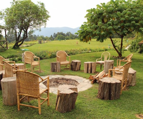 mountain-gorilla-view3