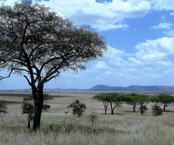 nature-1845134_1920-qqnzsxmfdv48kzr7ahs5wmqg432wk1x7xe29v5f6gs