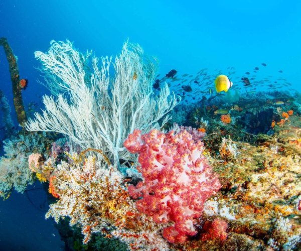 plongees-et-safaris-8