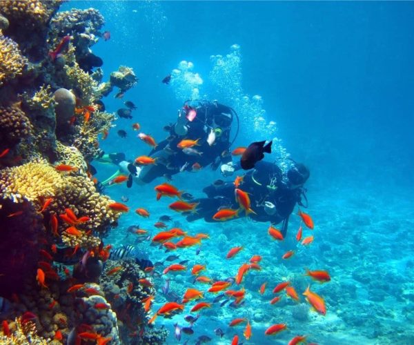 plongees-et-safaris-9