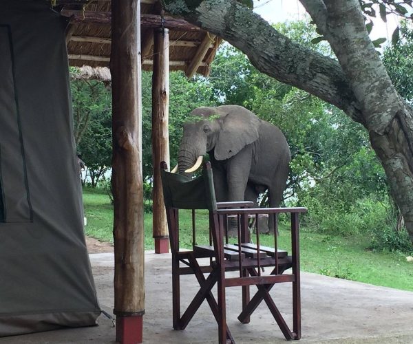 queen-elizabeth-bush4