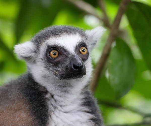 ring-tailed-lemur-g4ee9be909_1920