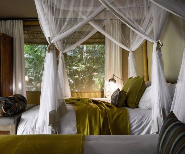 sanctuary-gorilla-forest4