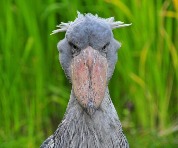 shoebill-scaled