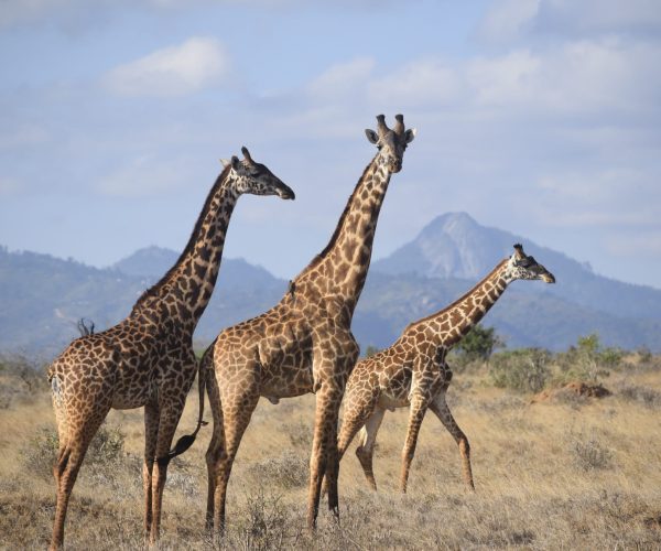 swala-safari-1