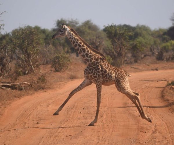 swala-safari-3-qqnzv6gjpm6wbghs6gq2v2c3780gy0u4wi614y3blo